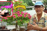 Cho hoa giấy “uống” thứ nước này: Hoa đua nhau nở bung từ gốc đến ngọn