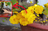 Hoà thứ nước này đem tưới vào gốc mai, đảm bảo nụ tua tủa, hoa tranh nhau nở