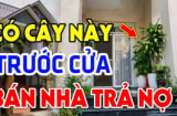 5 loại cây, 3 loại quả trồng ở nhà nào nhà đấy nghèo, mất lộc: Là cây gì, quả gì?