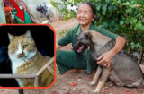 Ông bà ta dặn: Heo đến thì nghèo, chó đến thì giàu, mèo đến thì trên đầu để tang, tại sao?