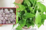 Ném tỏi vào chậu hoa, cả chậu héo úa cũng mọc tươi tốt, hoa nở bung cả tuần liền