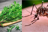 3 cây cảnh đuổi muỗi 'cực mạnh', nhà thơm ngát không còn bóng dáng con muỗi nào