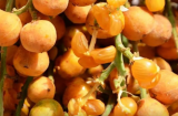 Loại quả tuổi thơ của 8X trước không ai ngó nay dân phố thích mê, 70.000đồng/kg còn không có để mua
