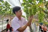 Bỏ việc lương cao về quê trồng cây quý tộc, anh nông dân thu lãi nửa tỷ đồng/năm