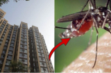 Muỗi có thể bay được bao nhiêu tầng trong tòa nhà?