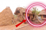 5 loại cây trồng trong dương trạch, cả nhà lao đao 'gánh hạn' quanh năm, đó là 5 cây gì?