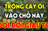 Trồng ổi trước cửa là tốt hay xấu cho vận khí của Shbet111 slot, casino, thể thao, xổ số?