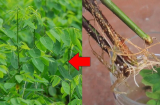 Loại sau cứ cắm xuống đất là mọc xanh tốt, rẻ hơn thịt, bổ ngang sâm
