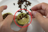 Cắt đôi quả chanh rồi cắm thứ này vào, muỗi nhiều đến mấy cũng bay đi hết