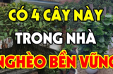 Các cụ dặn: Đừng mang theo cây ác vào nhà cây càng thịnh người càng suy, nhớ cho kỹ