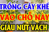 Vị trí tốt nhất để trồng Khế: Chỉ 1 cây thôi cũng giàu có, sung túc cả đời