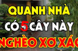 5 cây ác vào nhà, cây càng xanh tốt thì người càng suy kiệt, cây ác là những cây nào?