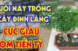 Loại cây là 'nhân sâm cho người nghèo', trồng trong nhà gia chủ Phất nhanh
