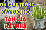 Trồng lưỡi hổ trong nhà tốt cho phong thuỷ nhưng 2 tuổi vướng đại kị, cố trồng của cải trôi sông