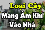 'Cây âm trước nhà mẹ góa con côi, Shbet111 slot, casino, thể thao, xổ số ly tán': Thấy mọc trước cửa phải chặt bỏ ngay