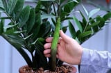 Nghèo trồng cỏ, giàu trồng cây: 6 cây cảnh cực hút tiền, sân nhà có 1/6 cũng tha hồ hưởng