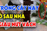 3 loại cây trồng trước cửa lộc về, 4 cây mọc sau nhà Tiền đến, gia chủ hưởng no lộc