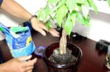 Cây kim ngân lá xanh mướt chỉ cần tưới loại nước này, Tài Lộc dồn hết về túi