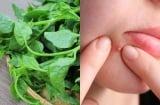 Ăn rau mồng tơi rất tốt nhưng có 2 người đại kị, ăn ít cũng tích độc