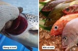 Dấu hiệu cá ướp urê: Tươi ngon, giá rẻ mấy cũng đừng ham mua về