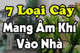 7 loại cây Mang Âm Khí Vào Nhà: Cây càng xanh tươi người càng suy, nhổ ngay trước khi quá muộn, là cây gì?