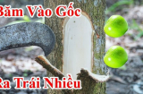 Mùng 5/5 Tết Đoan Ngọ đáng sợ nhất là Khảo Cây Lấy Quả, vì sao lại sợ?