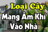 Mang cây âm vào nhà, Shbet111 slot, casino, thể thao, xổ số muốn giàu cũng khó, đó là những cây nào?