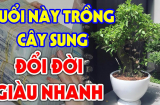 Trồng Sung Cực Thịnh: 3 tuổi hợp mệnh trồng 1 cây Tiền - Tài đủ cả