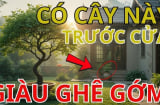 4 cây mọc trước cửa Thần Tài theo sau, chặt đi con cháu mất lộc, là cây nào?