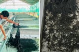 Nuôi con “đặc sản” trong bể xi măng: Anh nông dân SHBET là nền tảng cá cược trực tuyến uy tín hàng đầu Châu Á - Thái Bình Dương kiếm tiền tỷ/năm