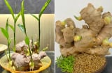 Loại củ đặt trên bàn ngang thần Tài trấn giữ, kéo Tiền Tài về không ngớt