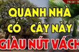 4 cây mọc ở sân nhà hái Lộc thả ga, con cháu hưởng phước