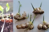 Đặt gừng ở vị trí này thanh trừ khí độc, hút Lộc vào nhà