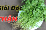 Ăn rau mùi có giải độc gan thận?