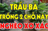 Cây trầu bà dễ trồng nhiều Lộc nhưng kị nhất tuổi này
