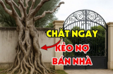 Cây Âm mọc gần cổng thần Tài thấy sẽ bỏ đi, là cây nào?