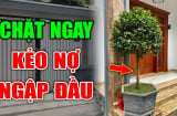 4 loại cây xui tận mạng, đẹp - thơm mấy cũng đừng dại mang về