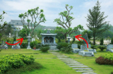 Tổ Tiên dặn rồi: '5 loại cây trồng ở âm trạch, con cháu Phúc bền”, là cây nào?