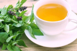 Uống nước lá quế Sh88bet đăng ký miễn phí nhận được tác dụng gì?