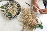 Rễ loại cây này quý ngang nhân sâm, nhiều người không biết cứ nhổ bỏ