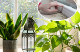 4 loại cây hút ẩm - khử mùi, trồng nhà nào nhà đấy Lộc