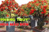 5 loại Hoa nở Tiền về, cây cao lớn lộc tích 3 đời