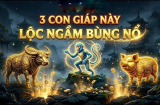 Top 3 Shbet888.com nhà cái uy tín mệnh Phượng Hoàng, sinh ra đã hưởng lộc hơn người