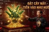 Ai nên trồng Cây Kim Tiền? 2 mệnh hợp trồng cây này nhất