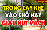 “1 kỵ - 3 nên” khi trồng khế, gia chủ biết sớm ăn nên làm ra