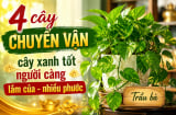 4 cây chuyển vận, cây xanh tốt người càng lắm của - nhiều phước