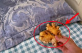Để 1 nhánh gừng dưới gối, sáng ra thấy ngay điều bất ngờ