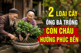 2 loại cây ông bà trồng con cháu hưởng phúc bền