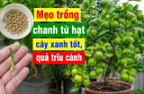 Mẹo trồng chanh từ hạt, cây xanh tốt, quả trĩu cành