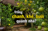 Tại sao ông bà xưa thích trồng chanh, khế, bưởi quanh nhà?